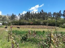 Terreno Cuzubamba, Cayambe
