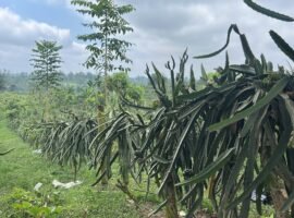 Vende hermosa finca