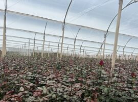 Terreno con invernadero de rosas en plena producción