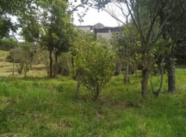 CALLE 10 313B CALLE Q / VICTORIA BAJA PB