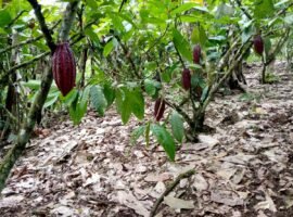 LA CAONI PUERTO QUITO